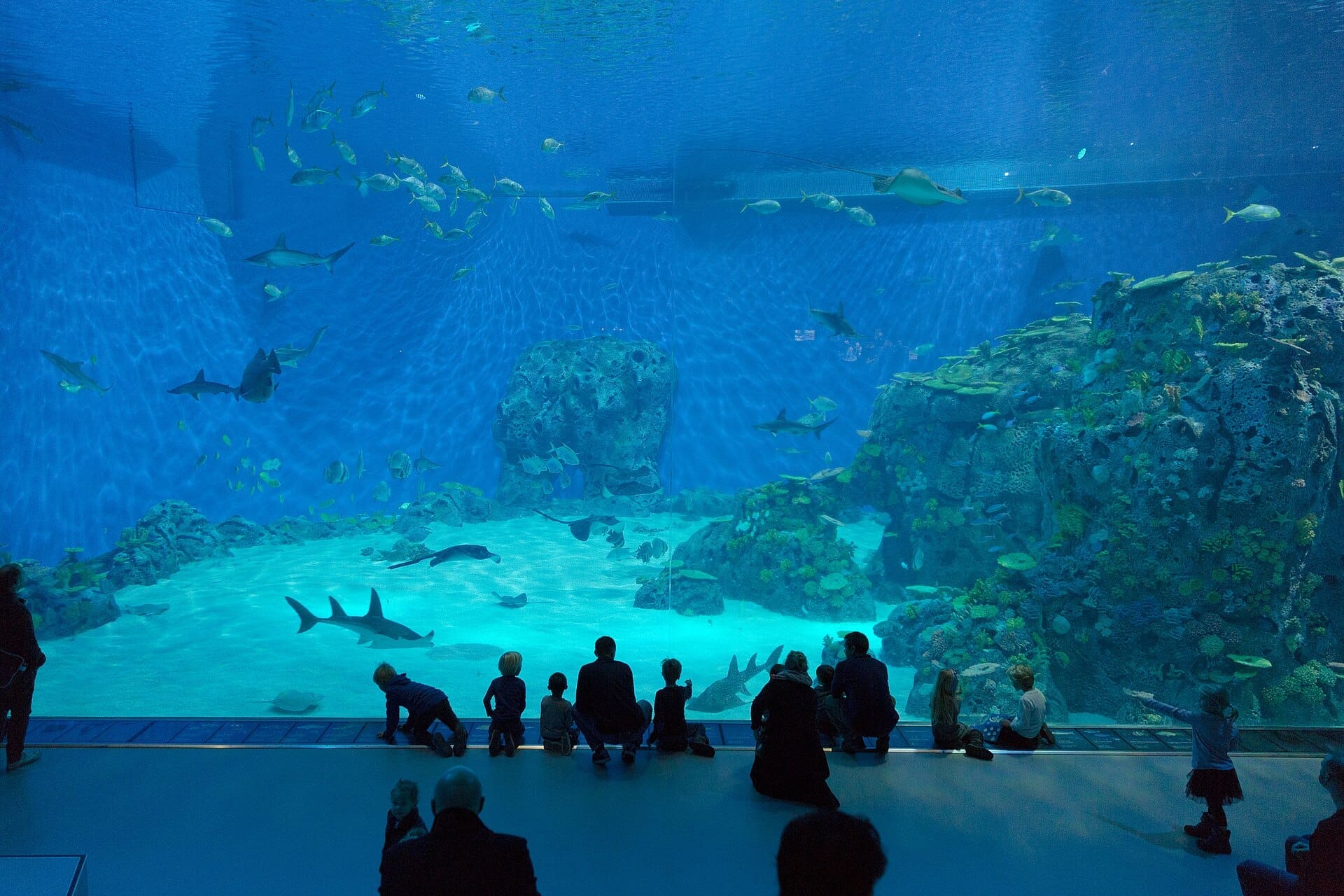 I visitatori ammirano la vita marina attraverso l'enorme vetrata dell'acquario di The Blue Planet, l'Acquario Nazionale di Copenaghen, con squali, pesci e barriere coralline.