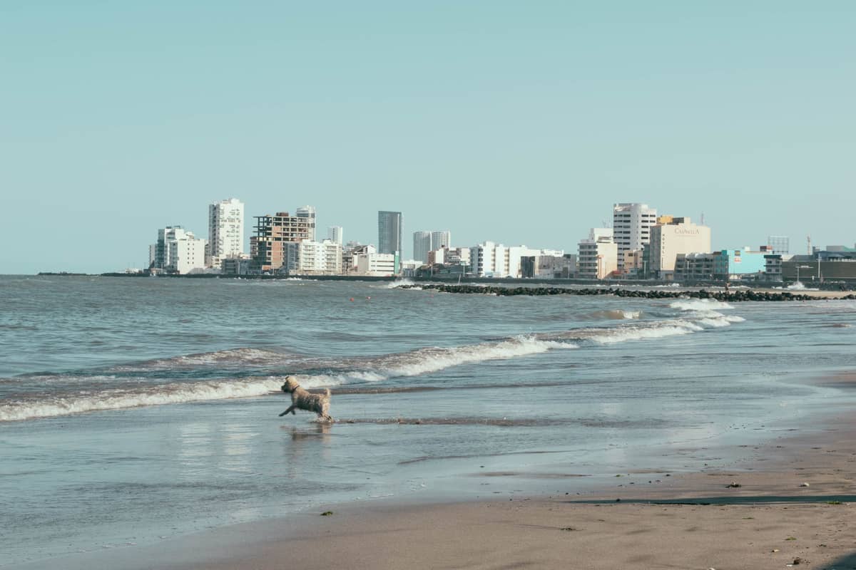 Bocagrande Beach in Cartagena with a sandy shoreline, gentle waves, and a view of the city's modern high-rise buildings along the coast.
