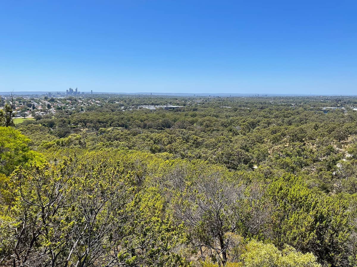 View from Bold Park lookout showing dense bushland, distant Perth city skyline, suburban houses, and a clear blue sky under bright sunlight.