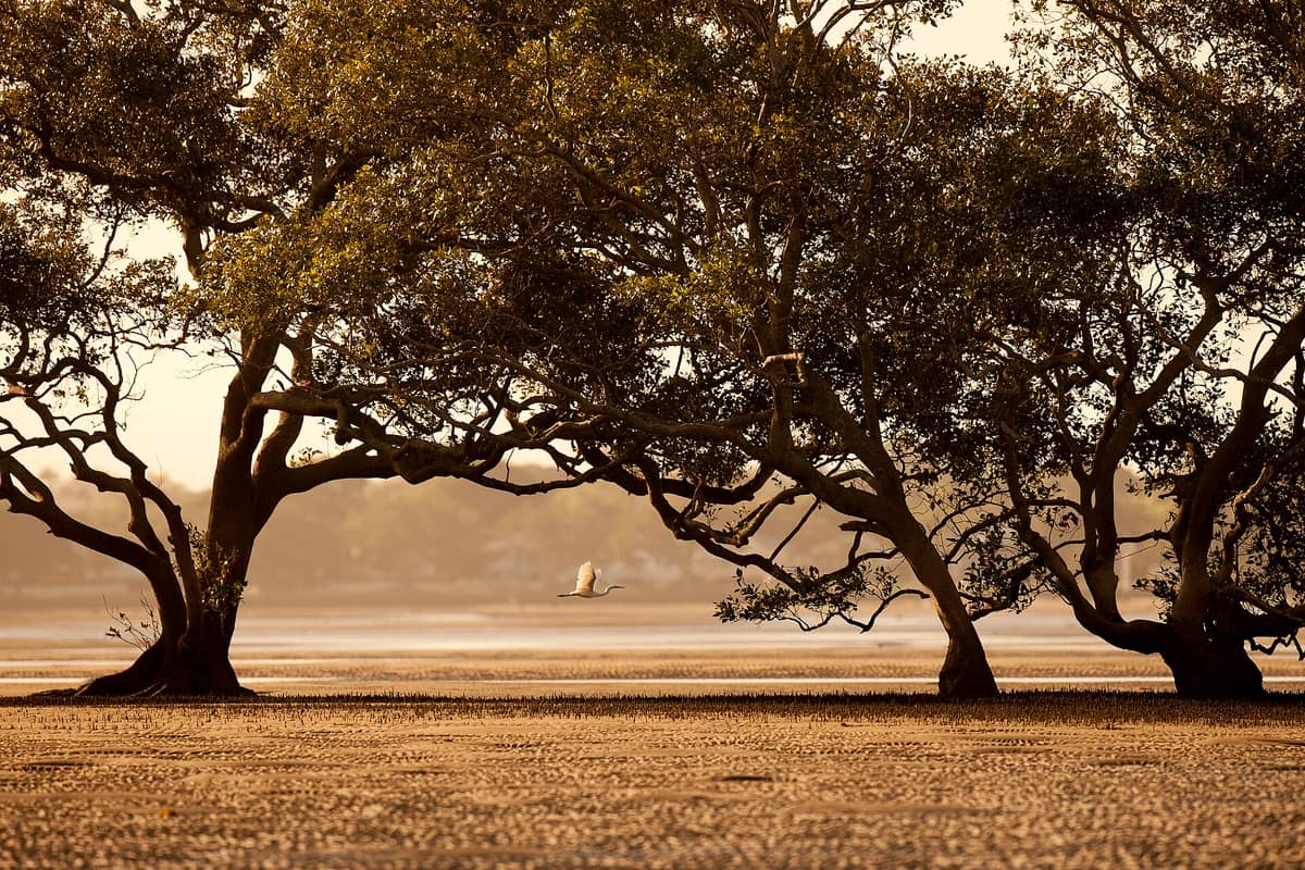 Stimmungsvolle Ansicht der Boondall Wetlands im goldenen Abendlicht mit silhouettierten Mangrovenbäumen, Gezeitenflächen und einem weißen Vogel im Flug durch die Äste.