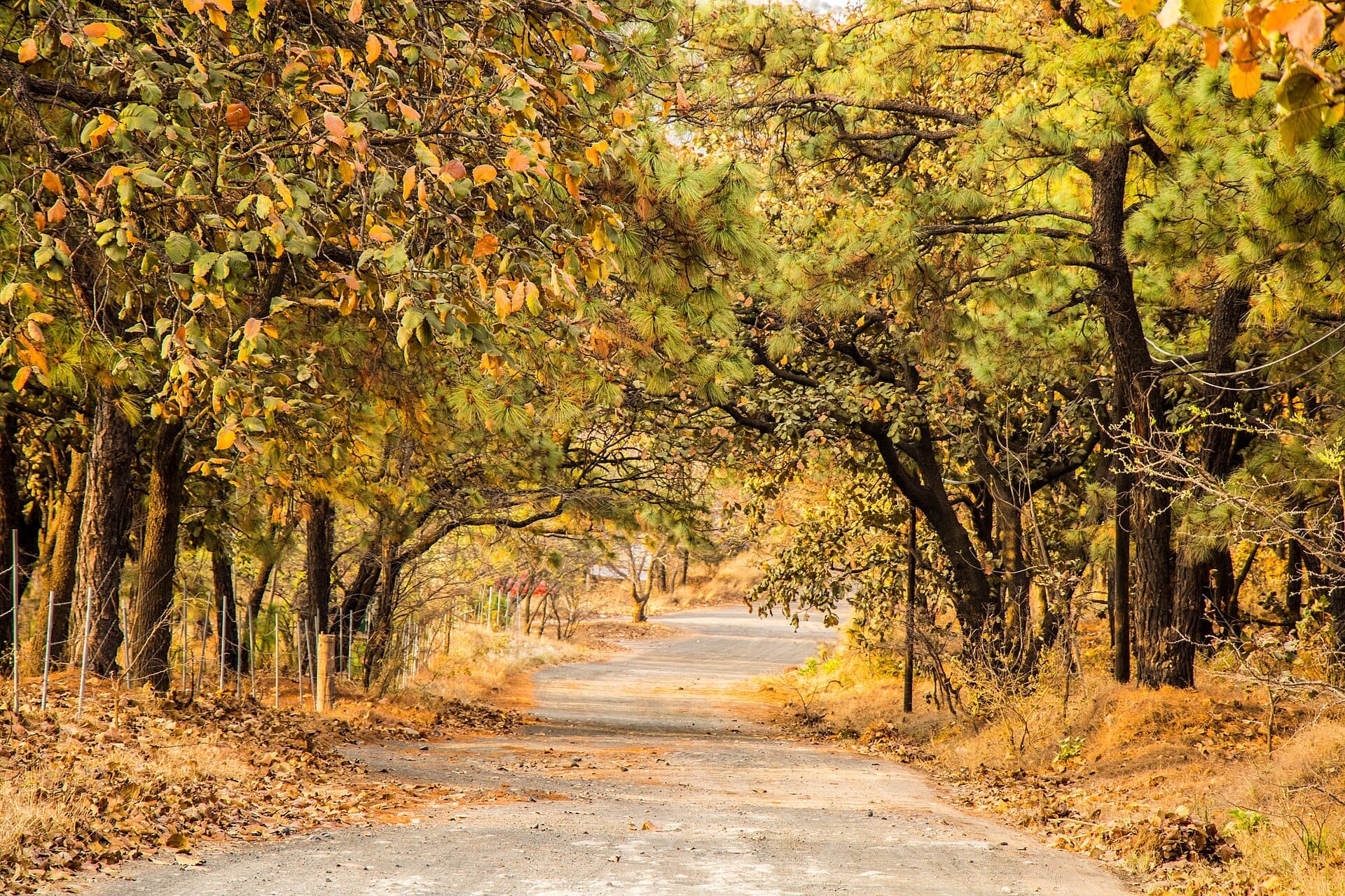 Sentiero boschivo tortuoso circondato da alberi alti e fogliame autunnale nel Bosque de La Primavera vicino a Guadalajara, sotto una morbida luce del giorno.