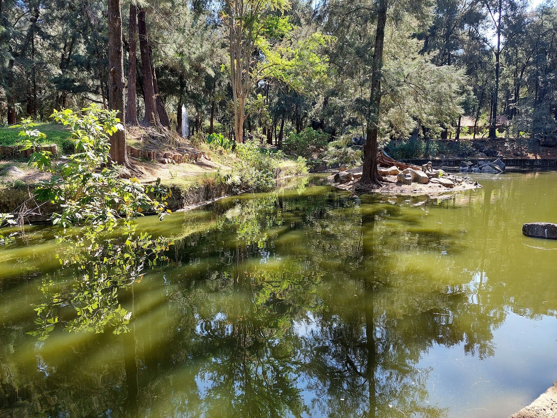 Uno stagno tranquillo circondato da alti pini e rigogliosa vegetazione nel Bosque Los Colomos, con la luce del sole che si riflette sull'acqua calma.