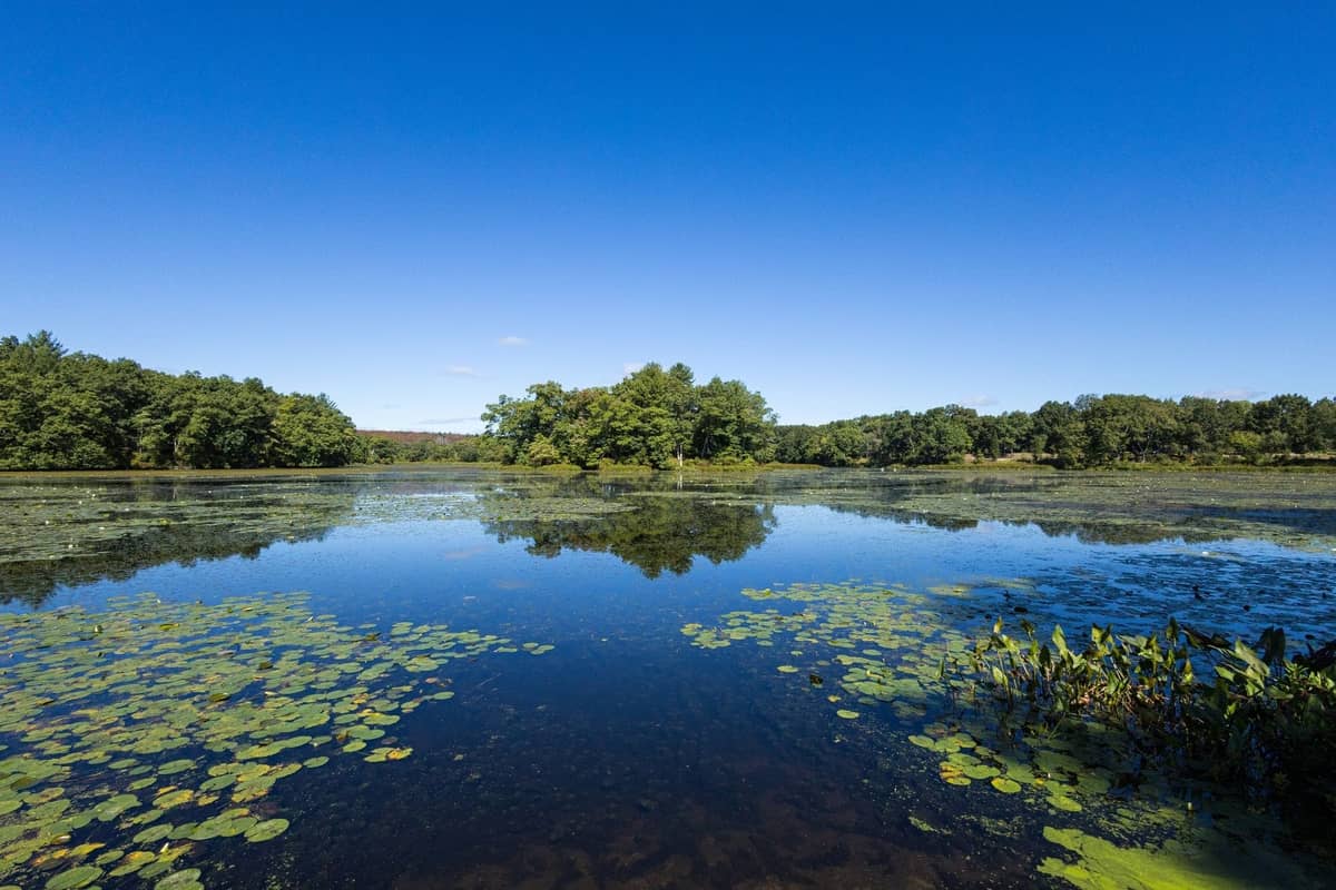 Ein weiter, ruhiger Süßwasserteich mit grünen Seerosenblättern, üppigen Bäumen entlang des Ufers und einem klaren blauen Himmel darüber.