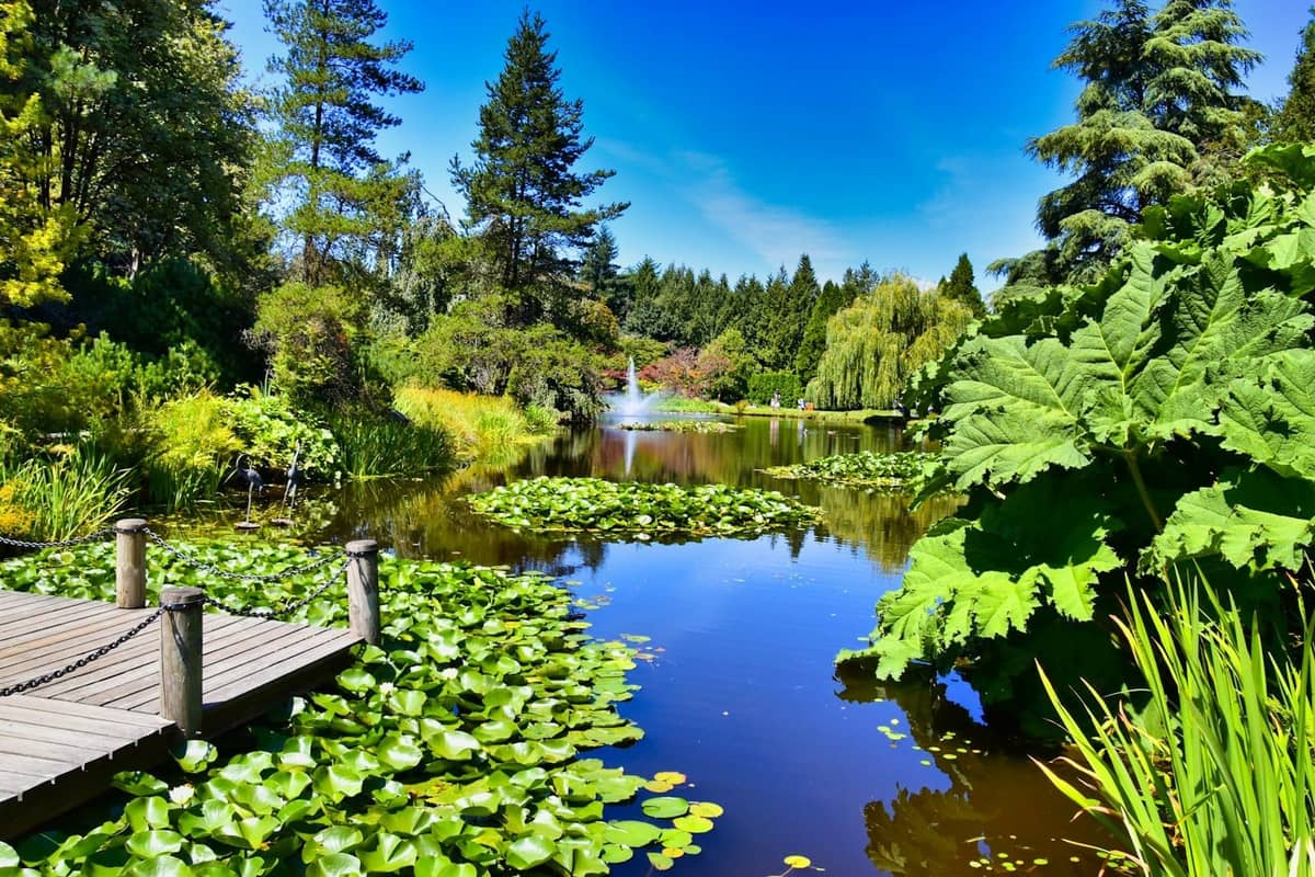 Üppiger botanischer Garten mit Teich, Seerosen, Steg und Brunnen unter strahlend blauem Himmel in Vancouver