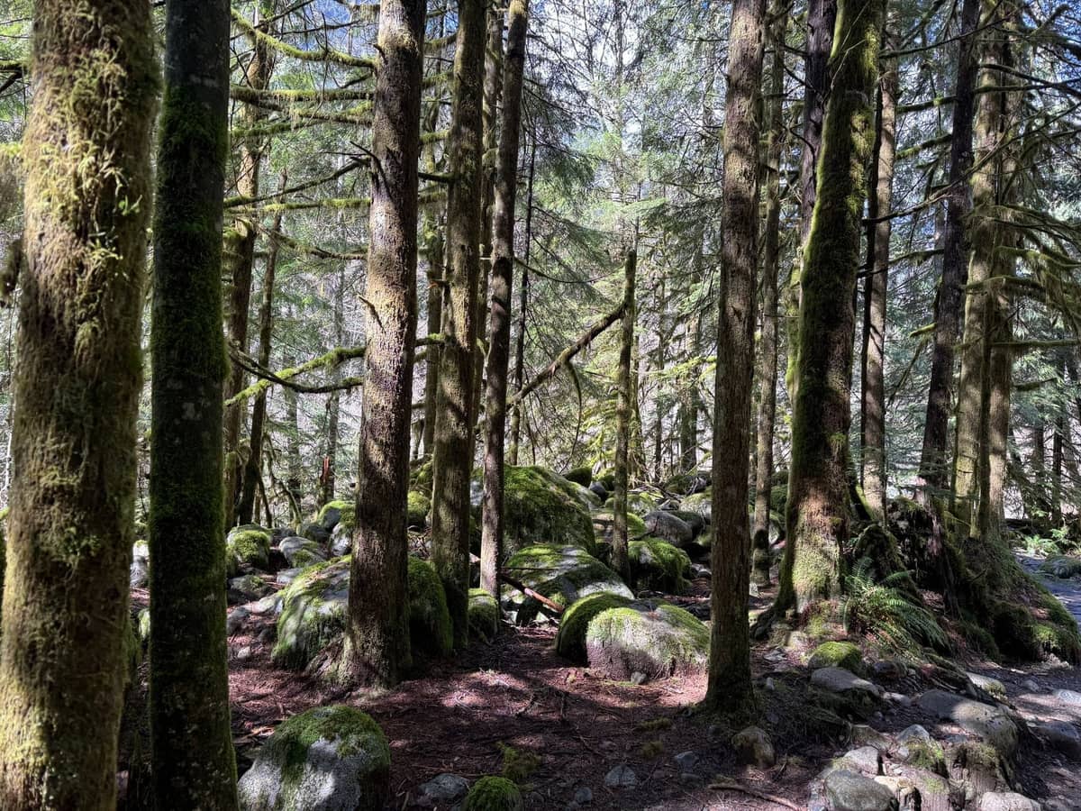 Sonnendurchfluteter Waldpfad mit moosbedeckten Felsen und hohen Bäumen in Vancouver, der eine natürliche Grünfläche zeigt, die perfekt für Gartenliebhaber ist.