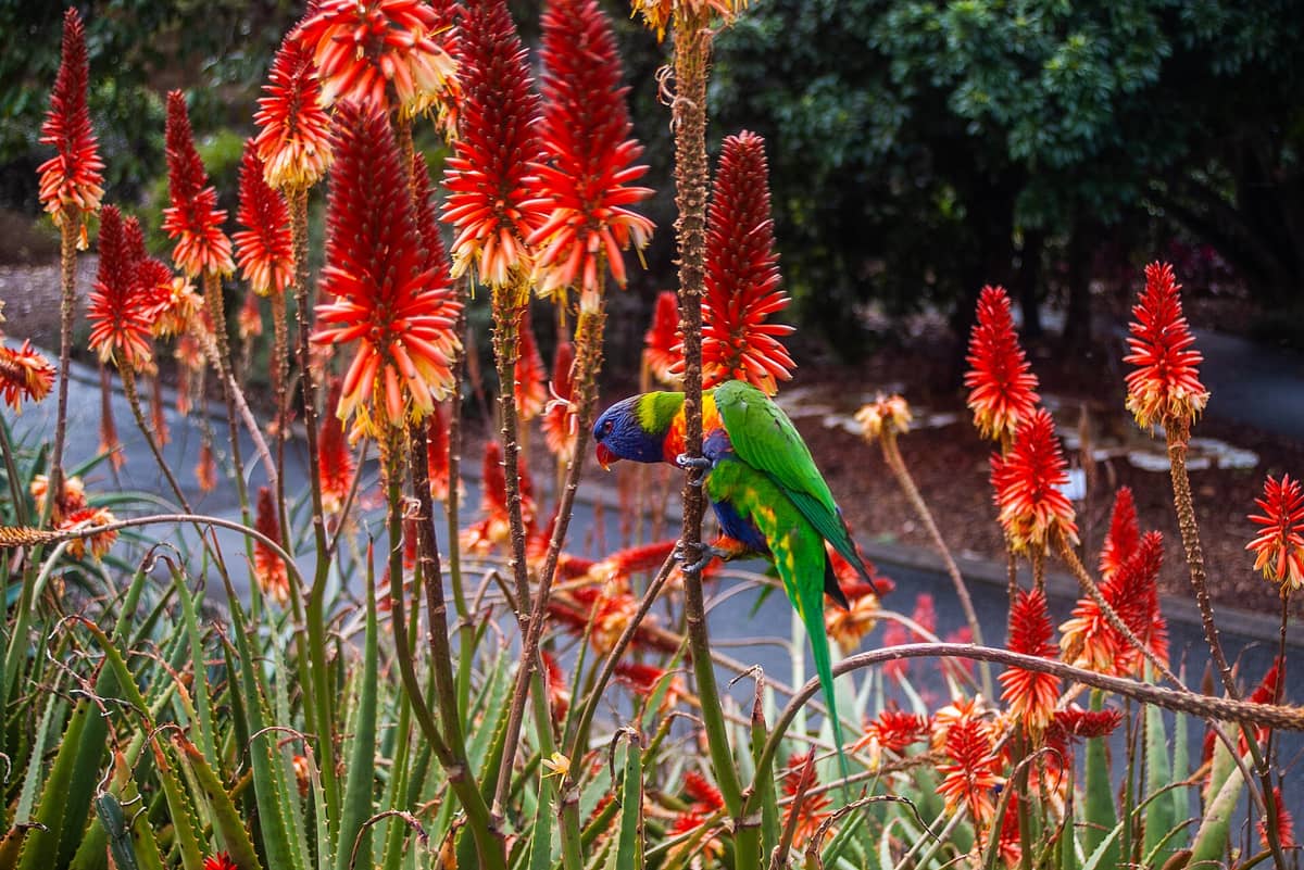 Ein Regenbogenlori sitzt zwischen leuchtend roten Aloeblüten in den Brisbane Botanic Gardens Mt Coot-tha, im Hintergrund Gartenwege und üppiges Grün.