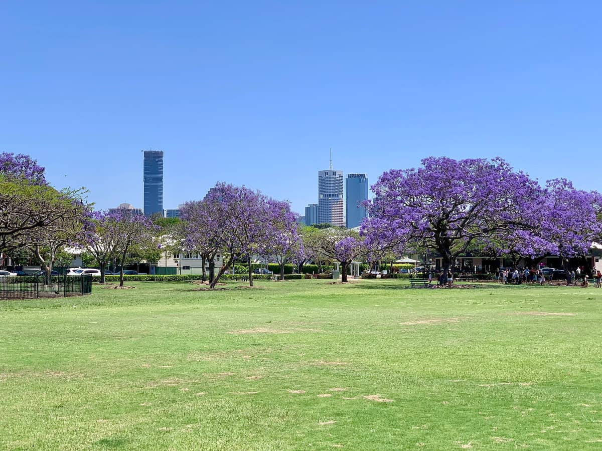 Wide view of New Farm Park in Brisbane with jacaranda trees in bloom and city skyline in the background under a clear blue sky.