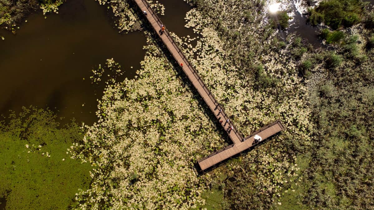 Luftaufnahme eines langen Bohlenwegs, der über Feuchtgebiete mit Wasserflecken und Wasserpflanzen führt, auf dem mehrere Menschen entlanggehen.