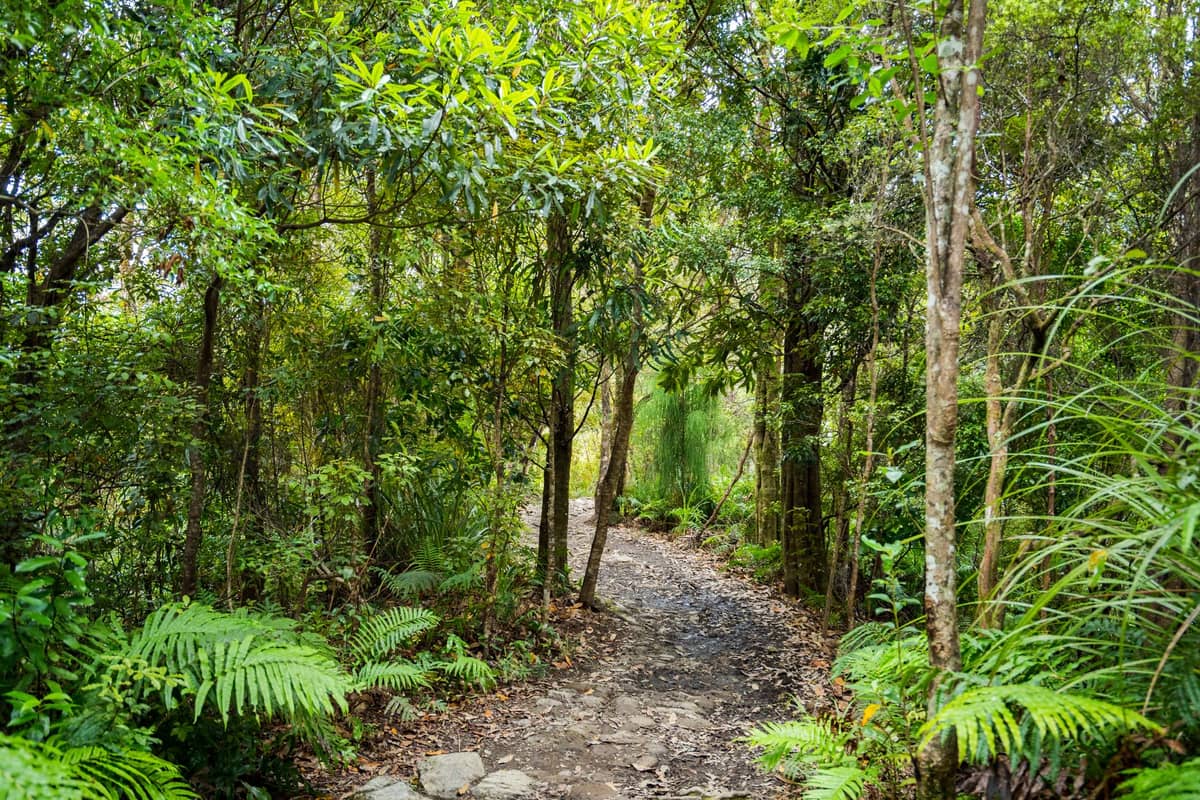 Ein gut markierter Wanderweg schlängelt sich durch einen dichten australischen Wald mit Farnen, Bäumen und Grünpflanzen und erinnert an das typische Bushland von Brisbane in Stadtnähe.