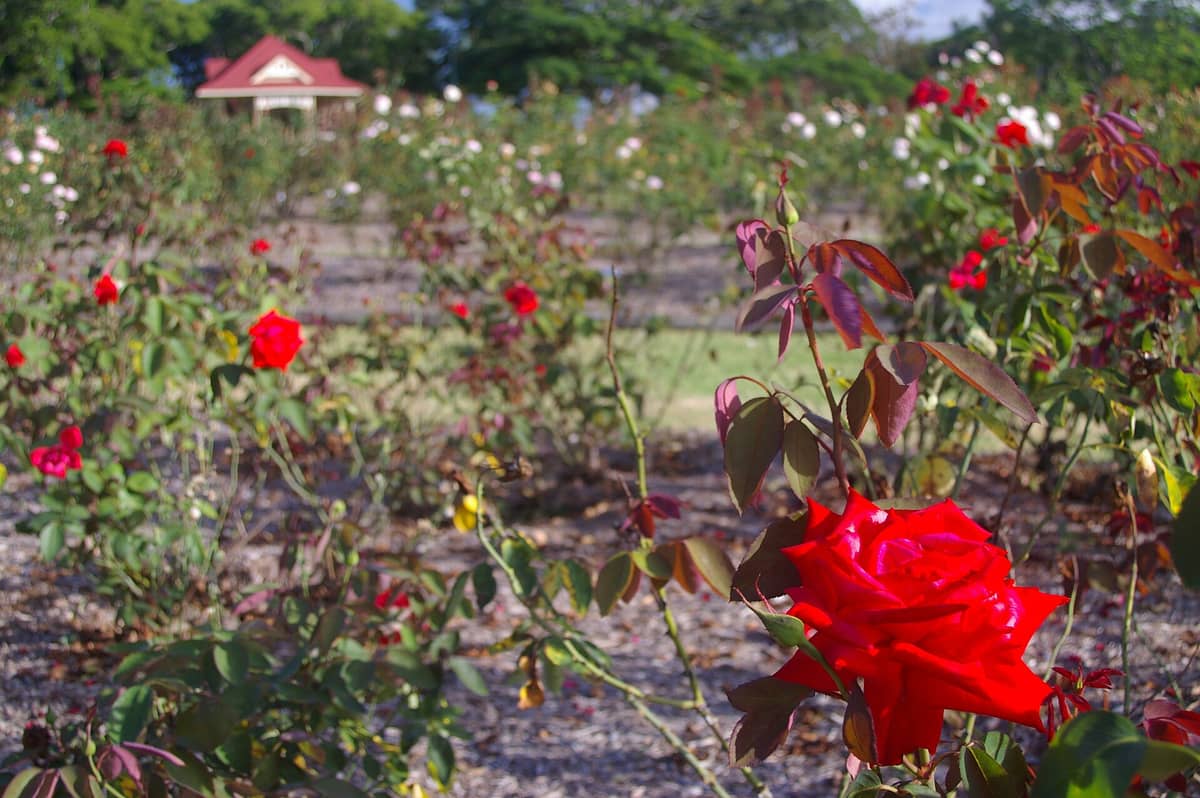Reihen blühender Rosen in einem großen öffentlichen Garten mit einem kleinen Pavillon in der Ferne, unter einem klaren Himmel.