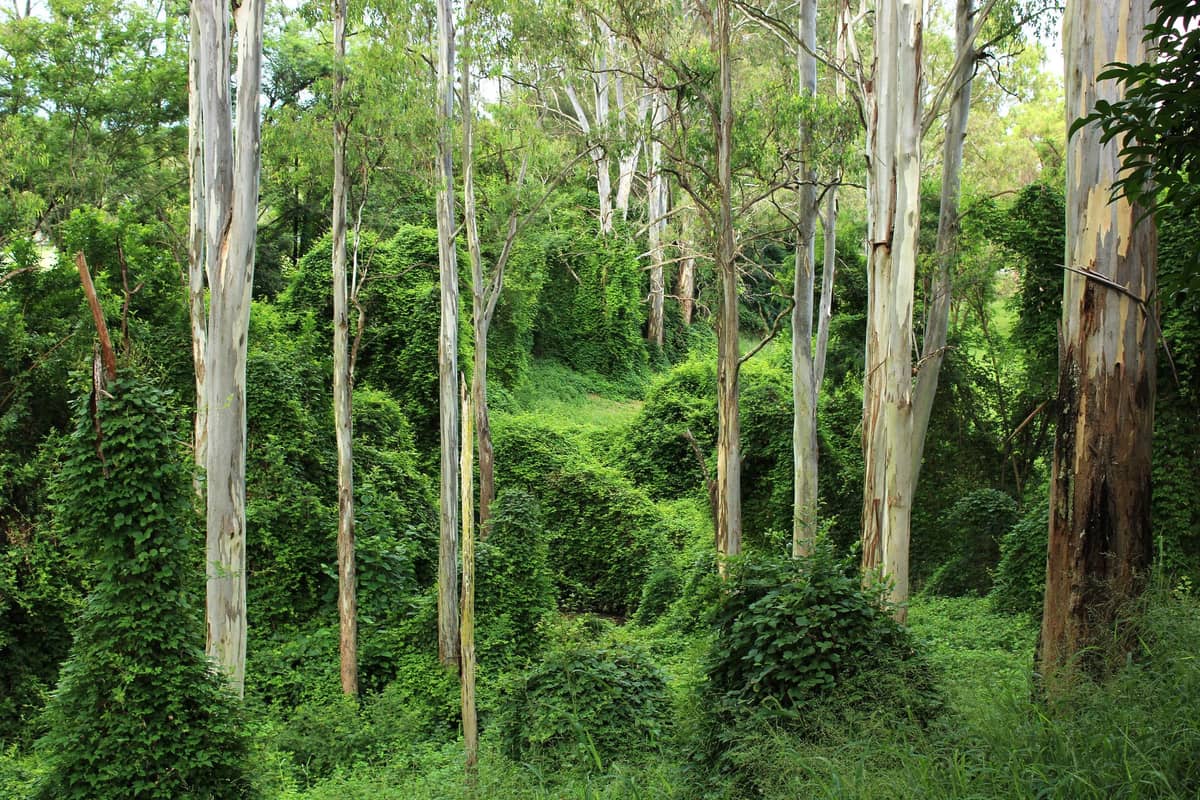 Buschlandreservat mit hohen Eukalyptusbäumen und üppigem grünen Unterwuchs, typisch für städtische Naturschutzgebiete in der Nähe von Brisbane.