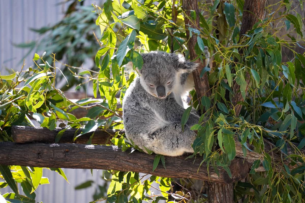 Ein Koala sitzt entspannt in einem Eukalyptusbaum, umgeben von grünen Blättern im natürlichen Tageslicht – ein klassisches Bild australischer Tierwelt.