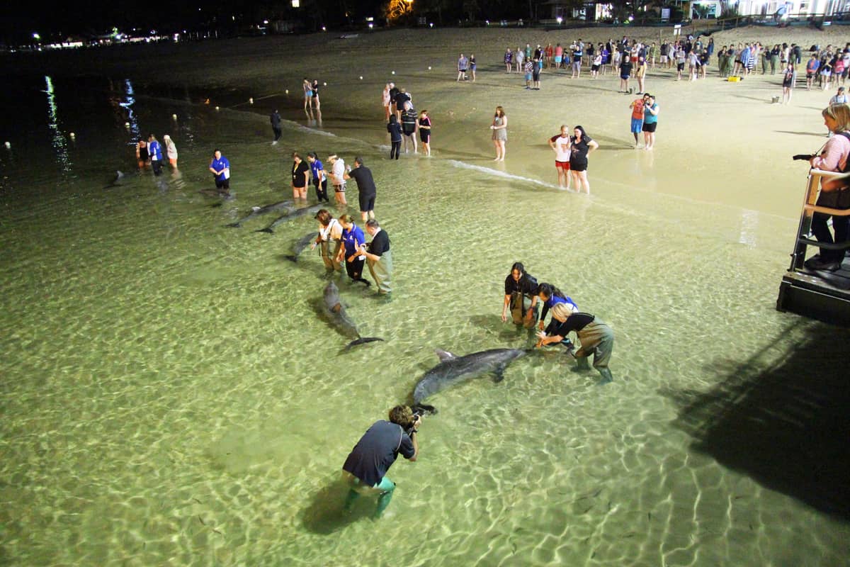 Nächtliche Strandszene auf Moreton Island mit Menschen, die wilde Delfine in flachem Wasser füttern, ein einzigartiges Wildtiererlebnis auf der Insel nahe Brisbane.