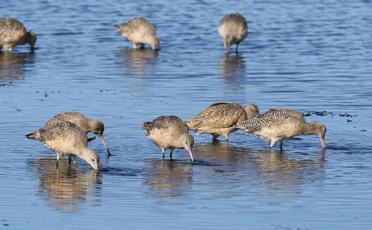 Mehrere Watvögel waten und fressen in flachem Wasser mit blauen Spiegelungen, was eine typische Watvogelszene in einem Feuchtgebiet veranschaulicht.