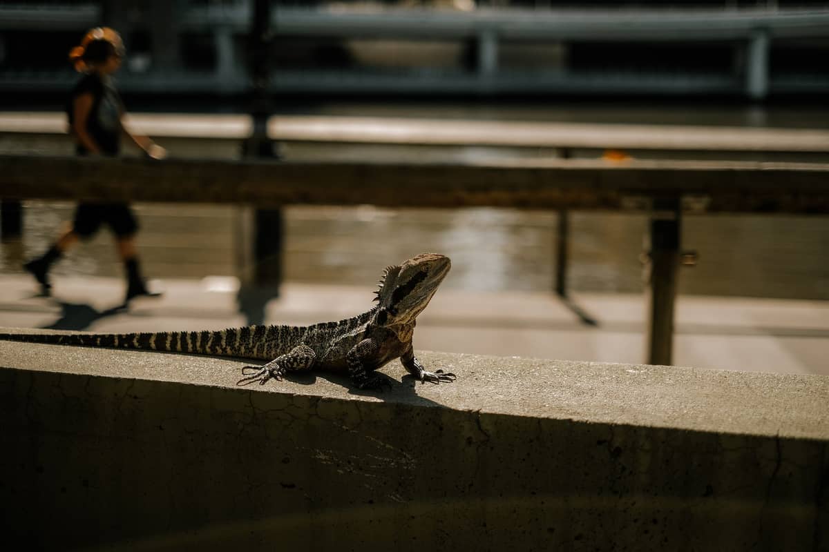 Wasserdrachen-Eidechse beim Sonnenbaden auf einem Betonvorsprung mit dem Brisbane River und einem Stadtparkweg im Hintergrund.