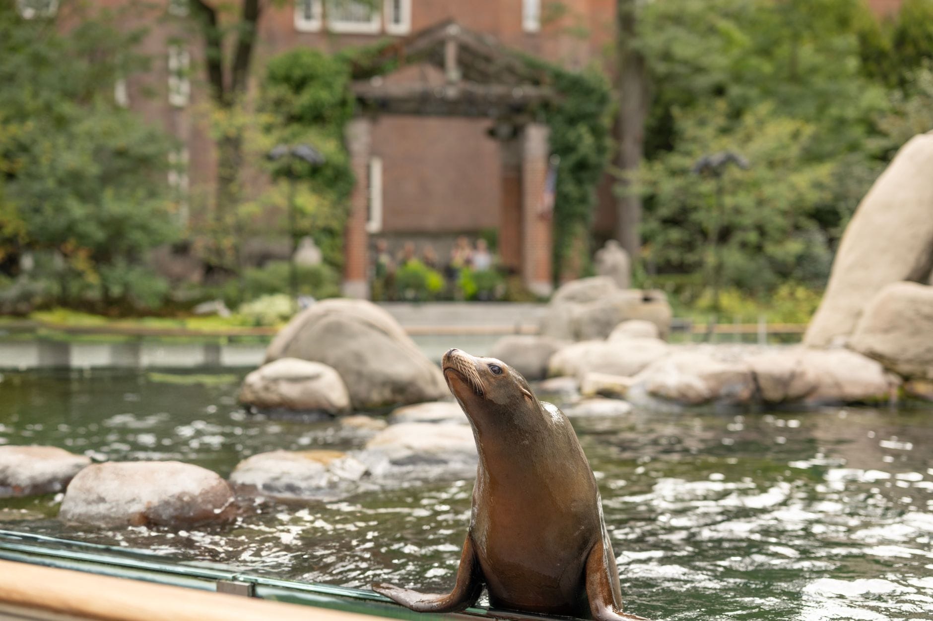 Un leone marino appoggiato sul bordo di una vasca con rocce e vegetazione lussureggiante, con la classica architettura del Bronx Zoo sullo sfondo.