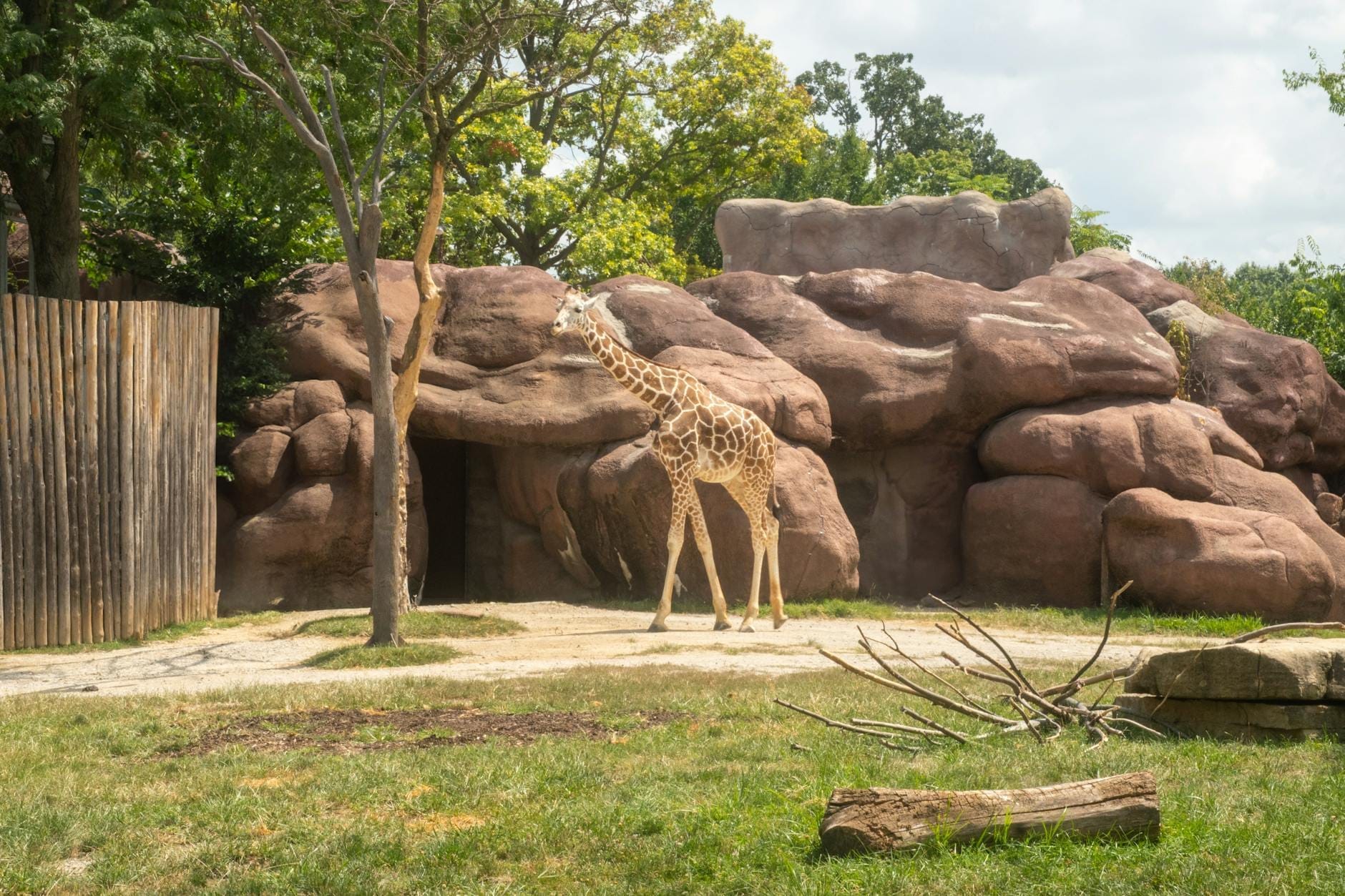 Una giraffa all'aperto in un ampio recinto naturalistico con formazioni rocciose e alberi, sotto un cielo azzurro con qualche nuvola sparsa.