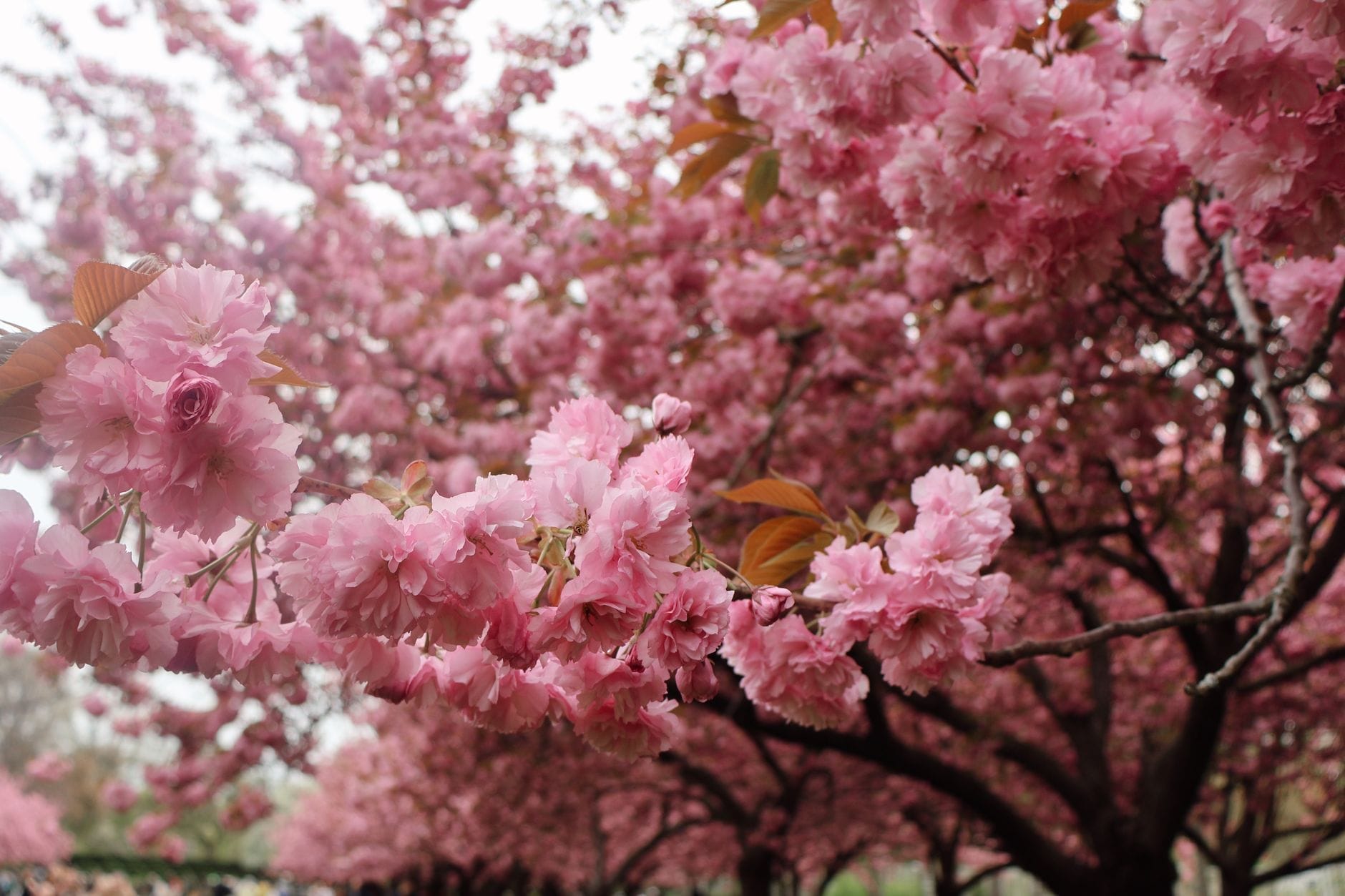 Primo piano di vivaci fiori di ciliegio rosa in piena fioritura, con file di alberi fioriti e visitatori che passeggiano sullo sfondo del Brooklyn Botanic Garden.