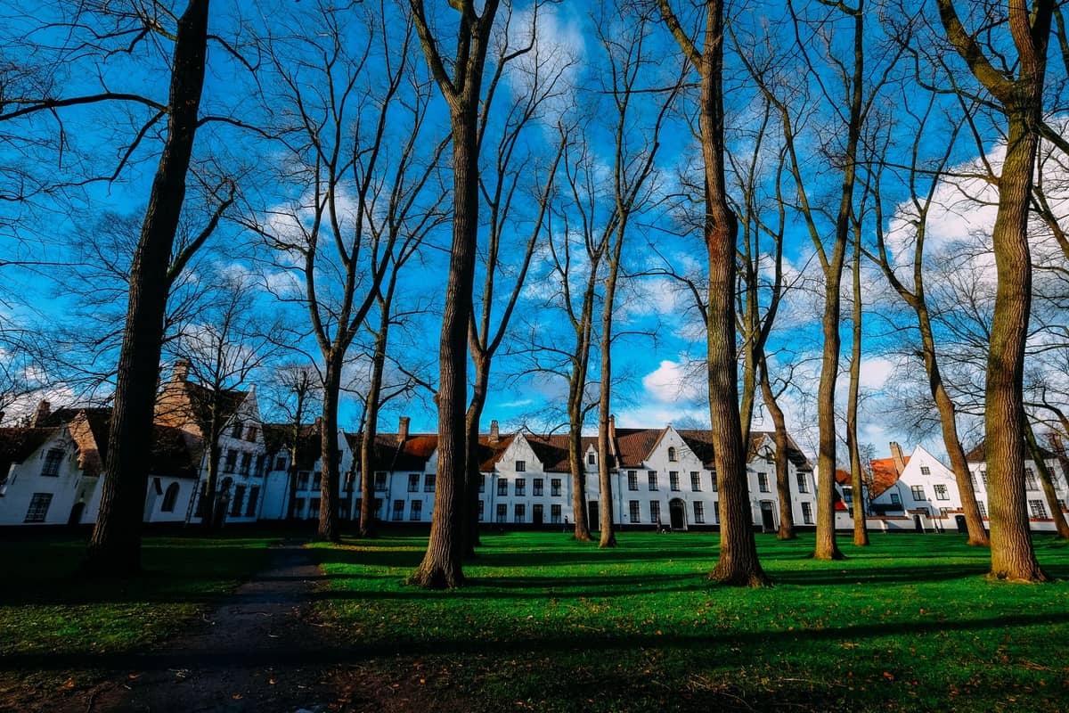 Wide view of Bruges Begijnhof in sunlight with white historic buildings and tall leafless trees across a grassy green park.