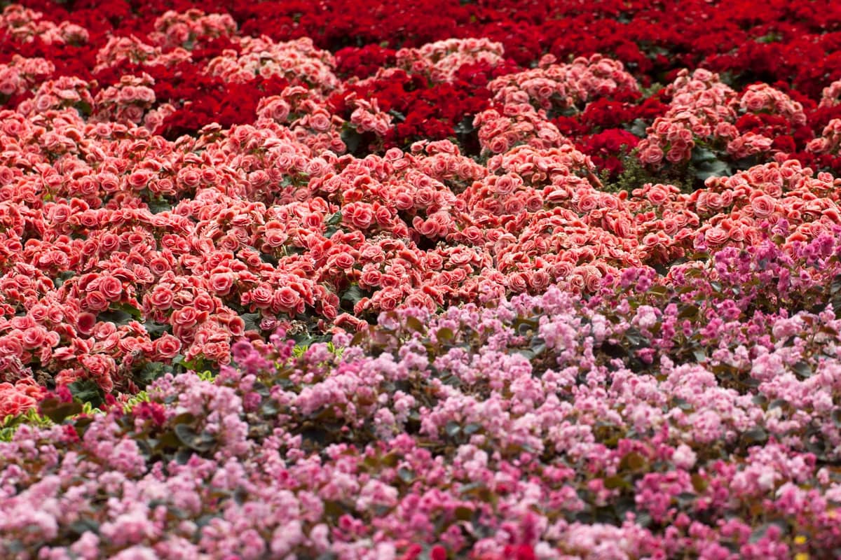 Um grande e denso canteiro de begônias rosas, vermelhas e magenta, exibindo uma massa colorida de flores semelhantes às usadas no Brussels Flower Carpet.