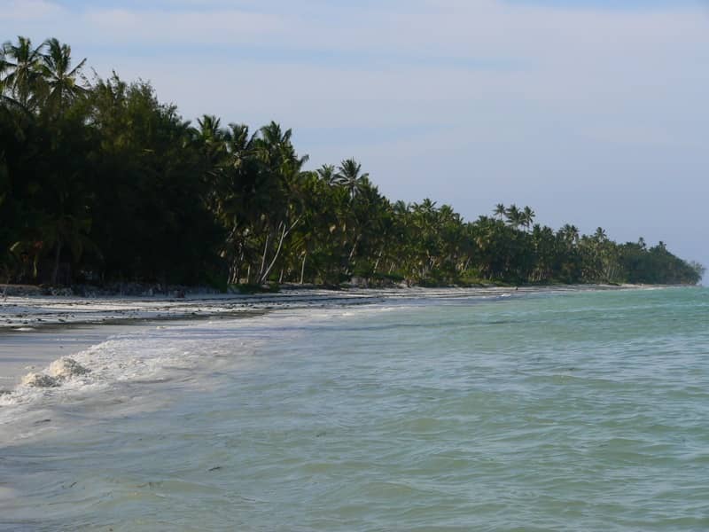 Palmy wyrastają wzdłuż spokojnego białego piaszczystego brzegu Bwejuu Beach na Zanzibarze, gdzie delikatne fale spotykają się z turkusową wodą w południe.