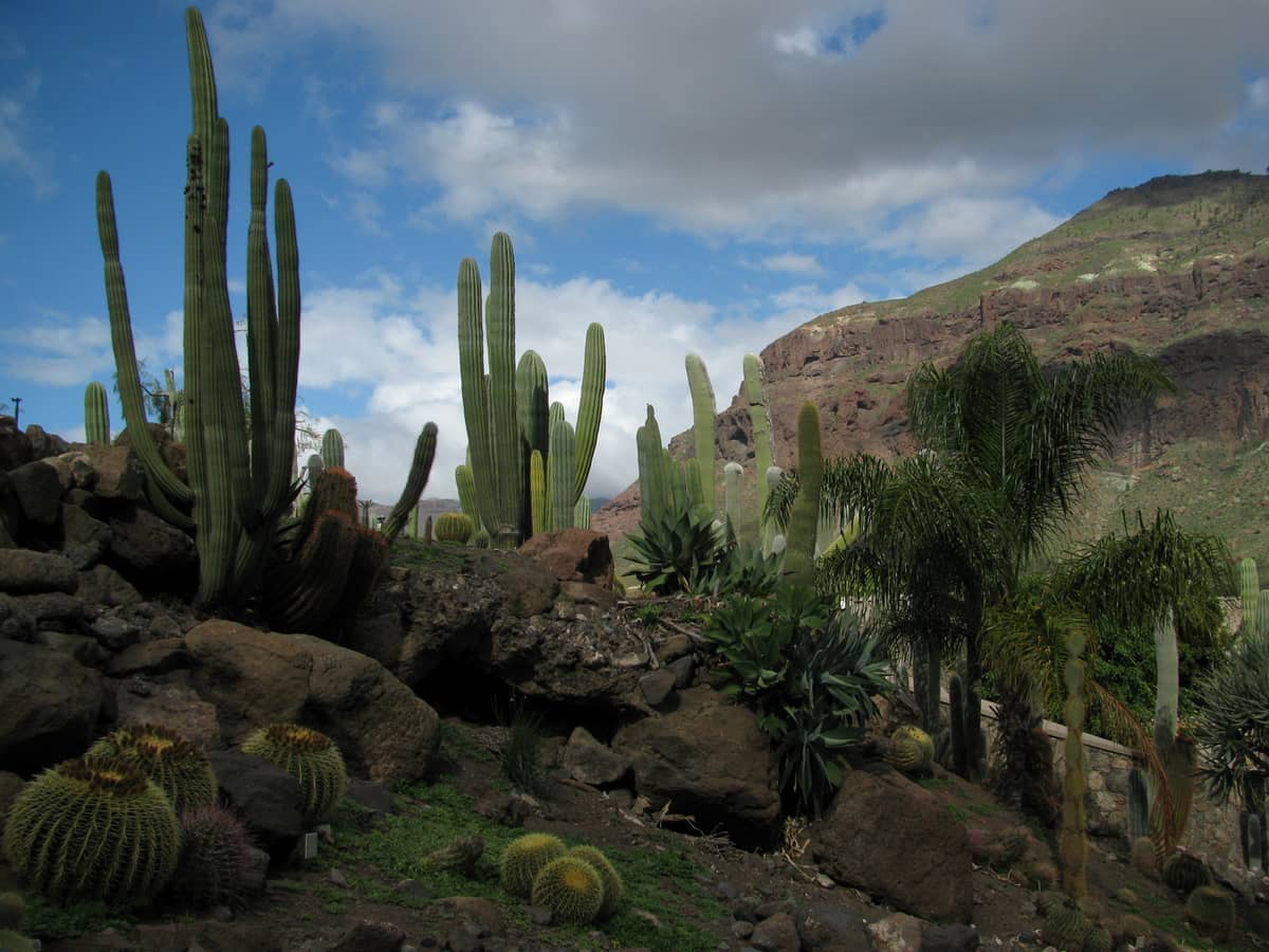 Высокие кактусы и суккуленты растут среди вулканических камней в парке Cactualdea Park на фоне скалистых гор и впечатляющего неба.