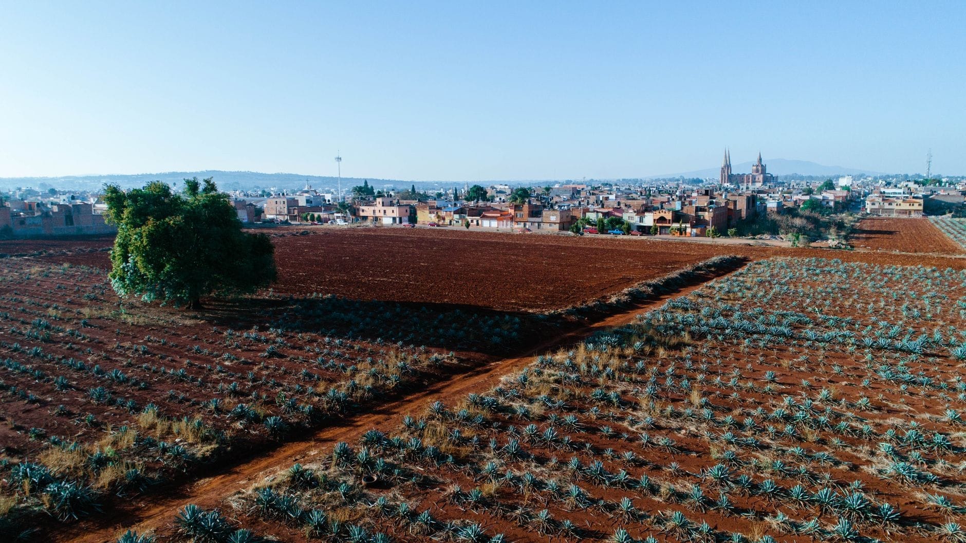 Vasti campi di agave con piante blu-verdi disposte in file ordinate, terra vulcanica rossa, e sullo sfondo la cittadina di Tequila con la sua chiesa sotto un cielo limpido.