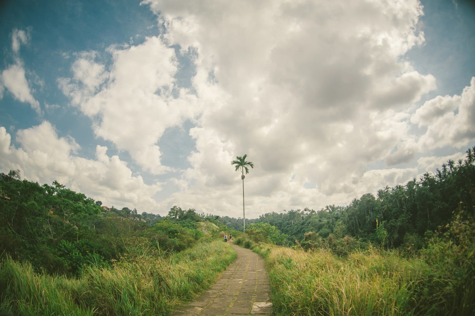 Vista panoramica delle colline verdi e delle terrazze di riso lungo il sentiero del Crinale di Campuhan a Ubud, Bali.