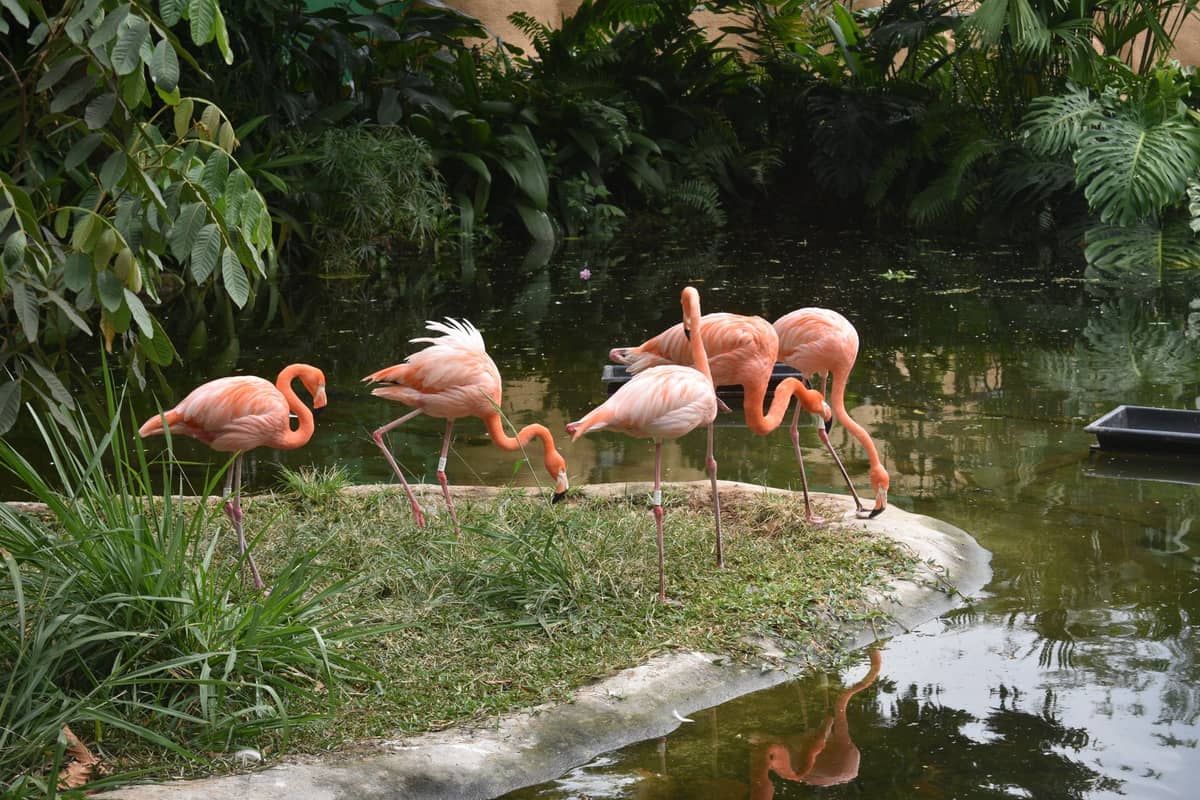 Group of flamingos standing near a pond surrounded by tropical plants in a landscaped aviary setting.