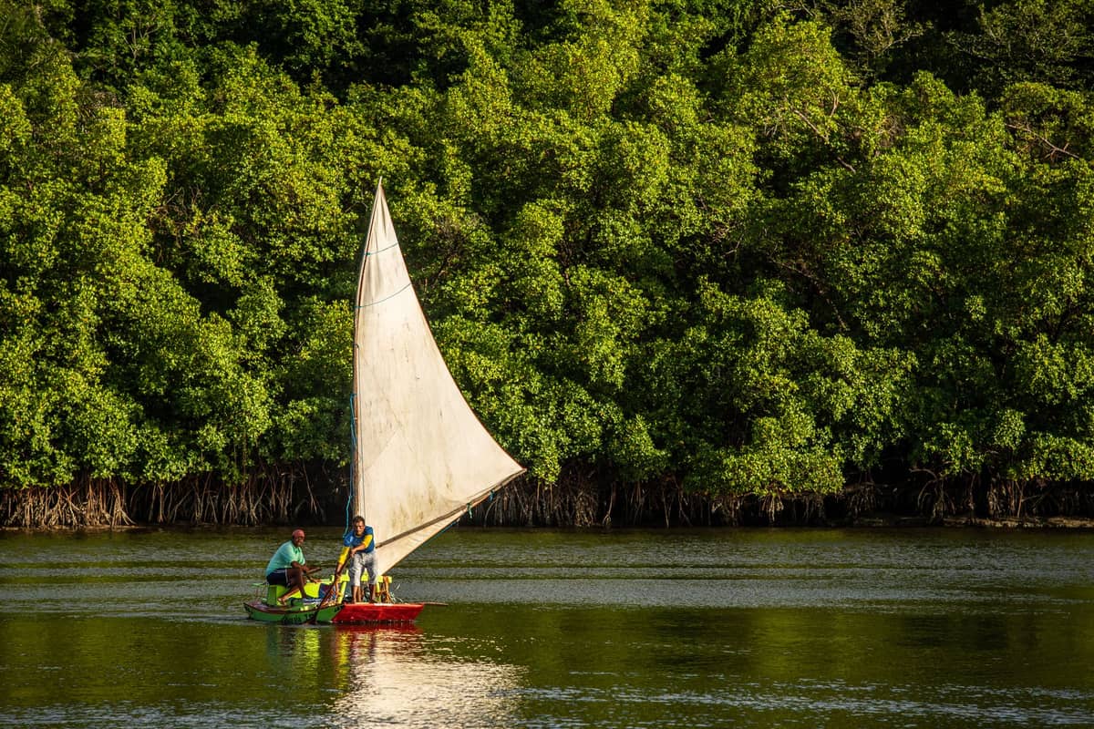 Two people in a small sailboat on calm water with dense green mangroves in the background under a warm, golden light.
