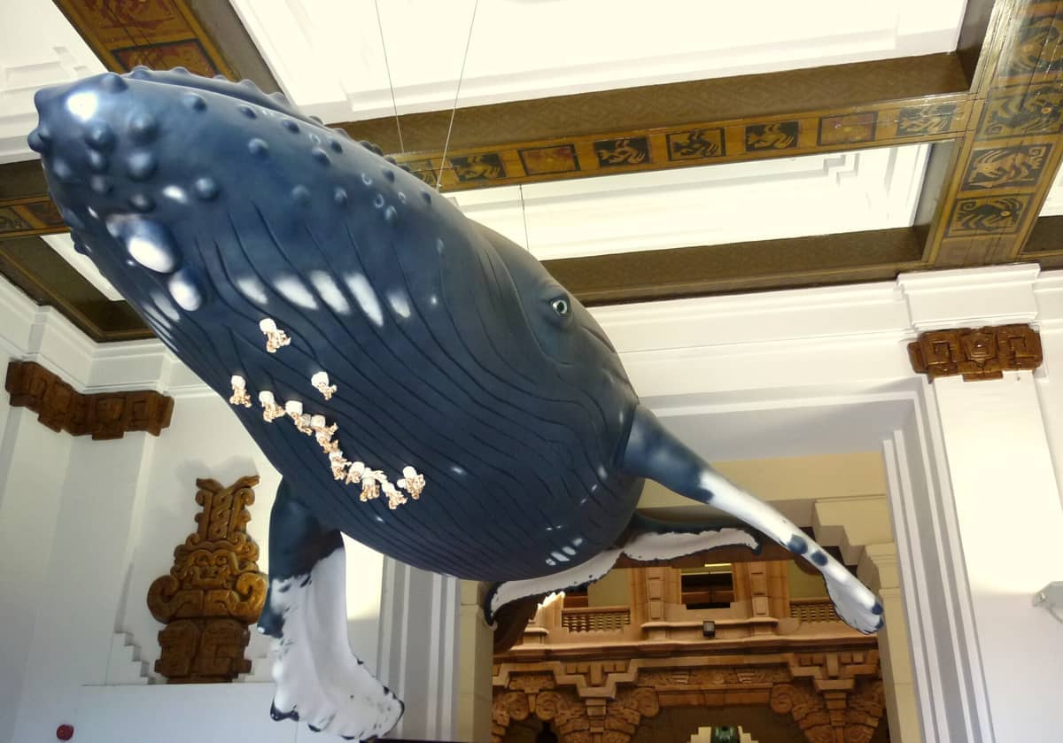 โมเดลวาฬขนาดเท่าของจริงแขวนอยู่จากเพดานประดับประดาภายใน Casa de la Ciencia Sevilla พร้อมรายละเอียดทางสถาปัตยกรรมที่สวยงามและแสงสว่างจ้า