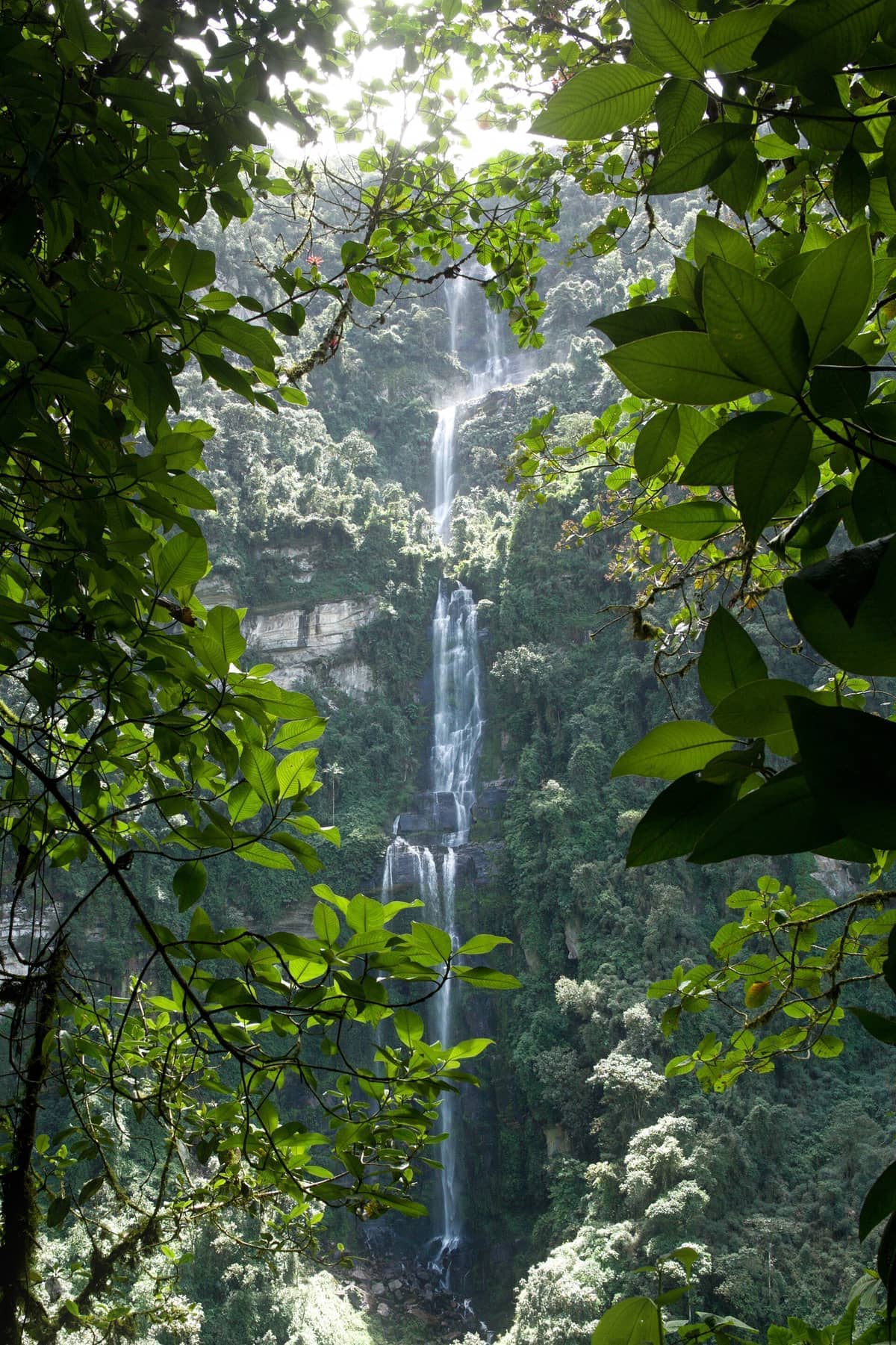 Cascada La Chorrera waterfall plunging through dense green cloud forest, framed by vibrant leaves under sunlight near Bogotá, Colombia.