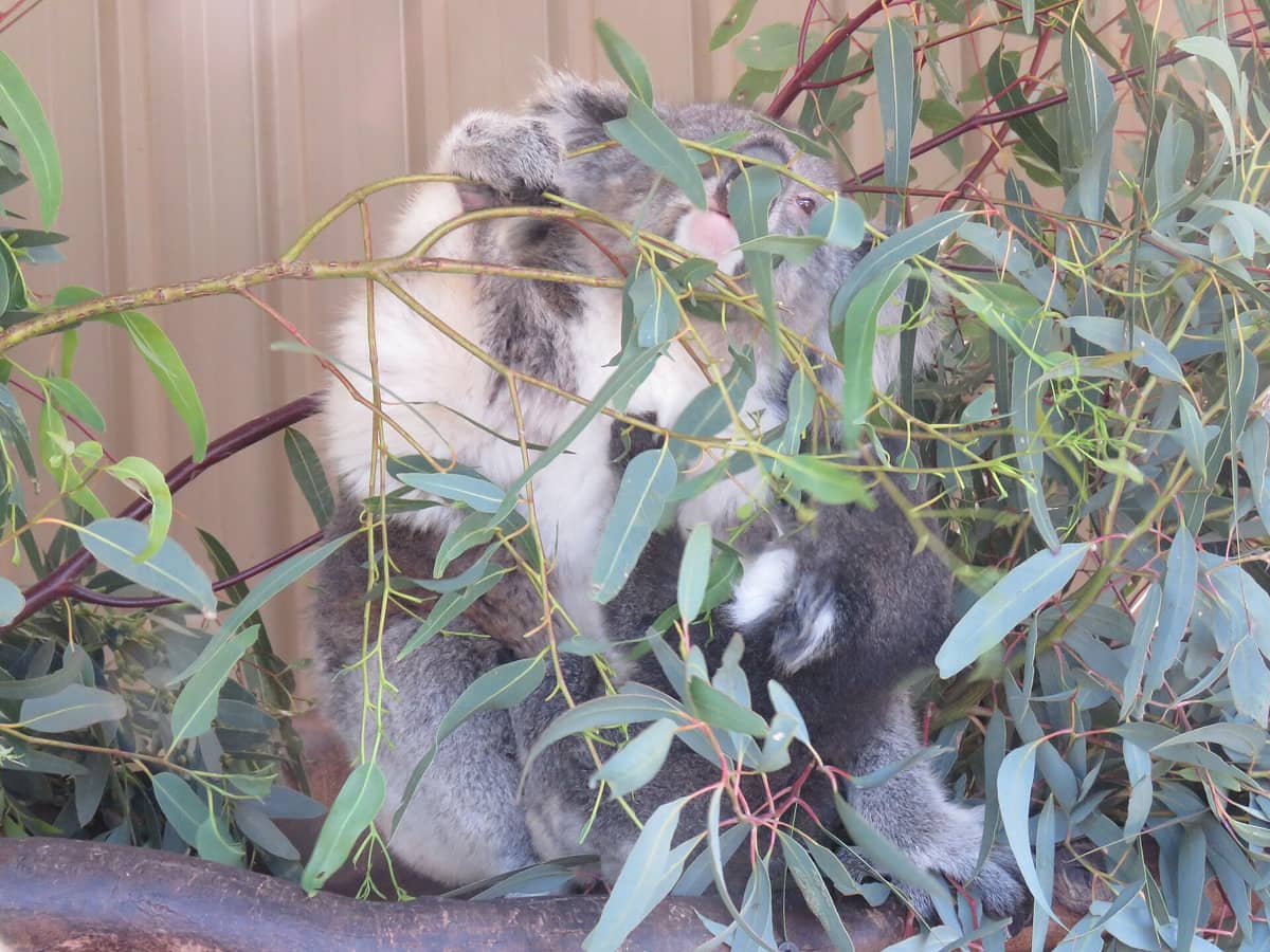 Koalas sitzen auf Eukalyptusästen in einem Gehege des Caversham Wildlife Parks – ein Blick aus nächster Nähe auf diese ikonischen australischen Tiere.