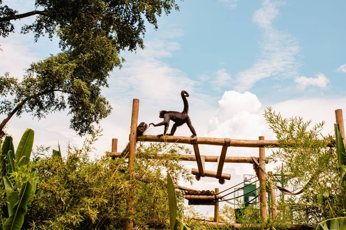 Ein Affe klettert auf einer Holzkonstruktion, umgeben von üppigem Grün und Bäumen unter einem blauen Himmel in einem Zoo.