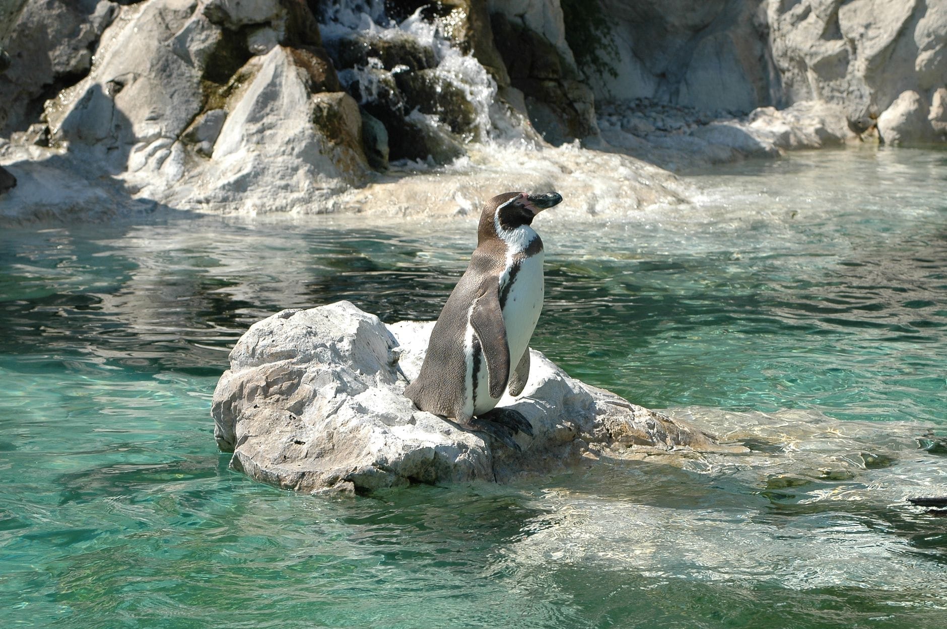 Pinguino di Humboldt in piedi su una roccia soleggiata accanto ad acque turchesi limpide allo Central Park Zoo con sfondo roccioso e acqua che scorre.