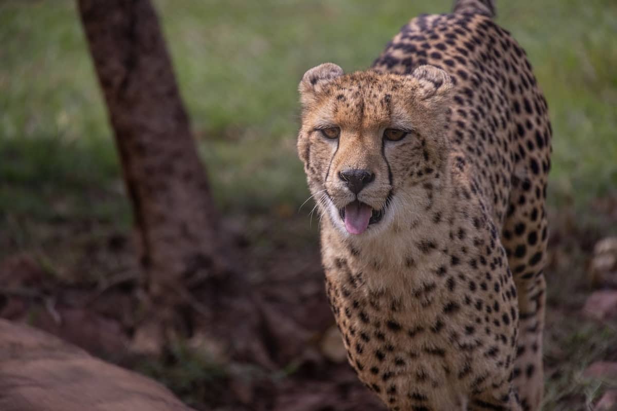 Gepard stojący na trawie w półnaturalnej zagrodzie sanktuarium, patrzący prosto w obiektyw z lekko otwartą paszczą.