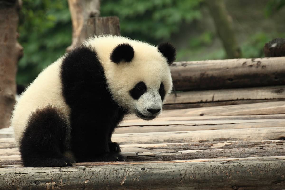 Panda gigante seduto su una piattaforma di legno in un recinto esterno verde presso una base di conservazione
