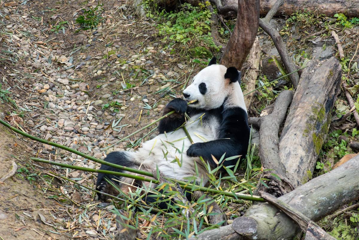 Ein Großer Panda, der Bambus frisst, während er auf dem Rücken in einem naturnahen Außengehege mit Baumstämmen und Grünpflanzen liegt.