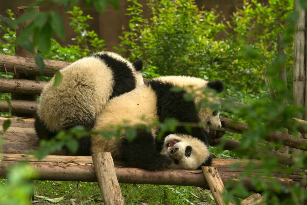 Zwei Große Pandas spielen gemeinsam auf einer Holzkletterstruktur in einem üppig begrünten, naturnahen Gehege der Panda-Basis in Chengdu.