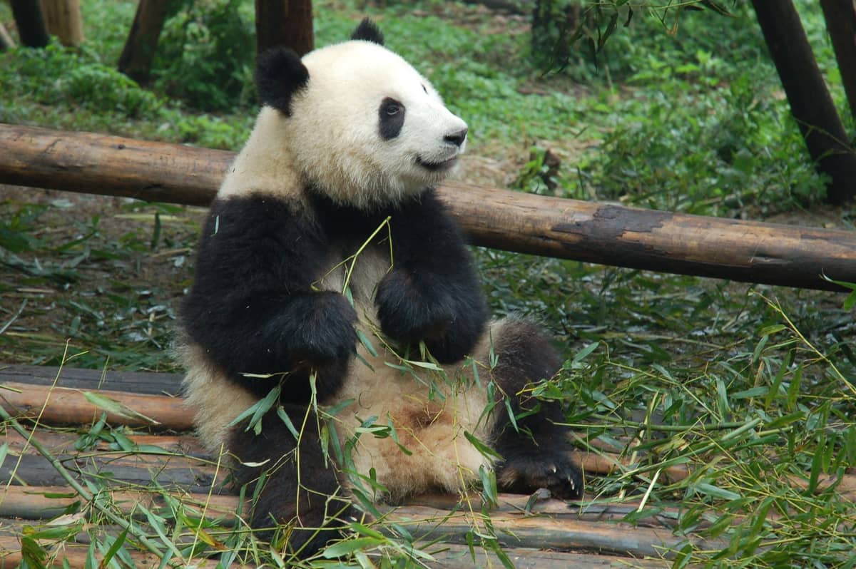 Yeşilliklerle çevrili açık bir hayvanat bahçesi alanında ahşap kütükler üzerinde oturup bambu yiyen dev bir panda.