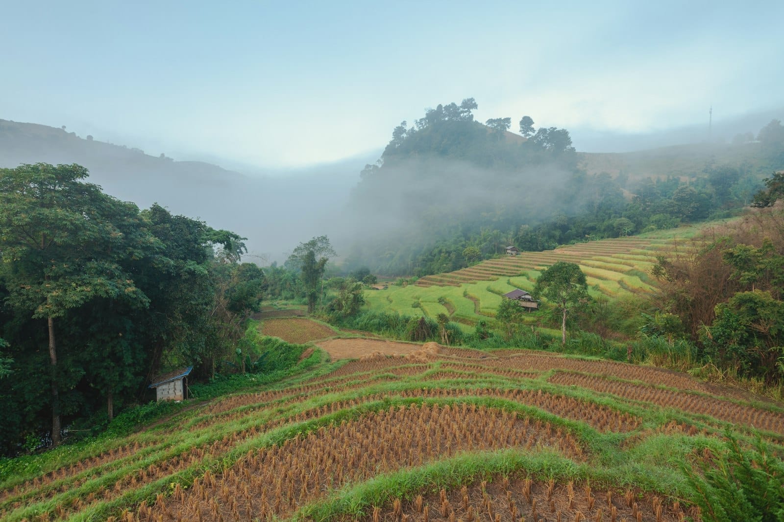Ruộng bậc thang với tàn dư mùa vụ còn hiện rõ trên cao nguyên gần Chiang Mai, bao phủ trong sương mù buổi sáng