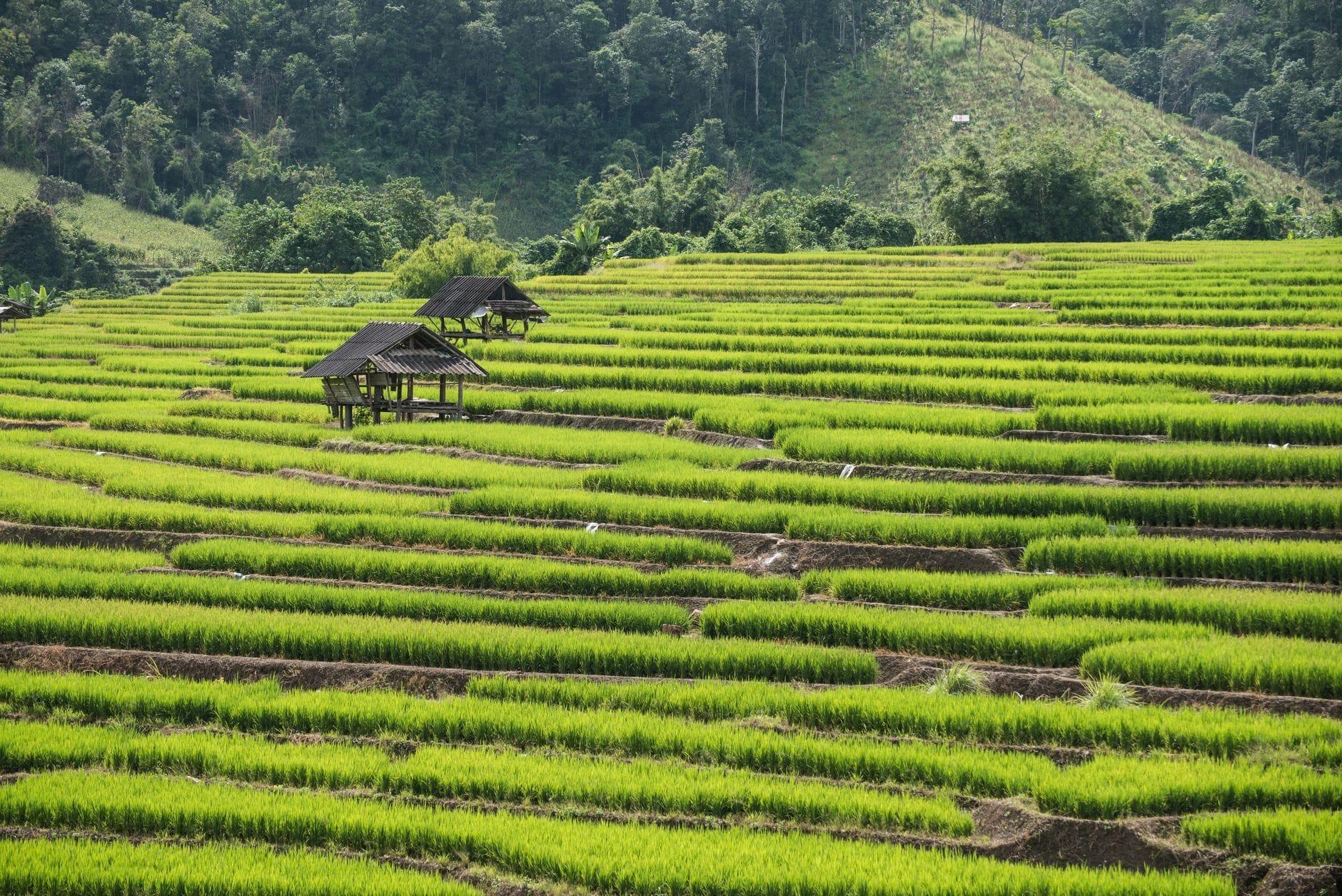 Exuberantes terrazas de arrozales verdes con pequeños pabellones de madera frente a un fondo de colinas boscosas en Chiang Mai.