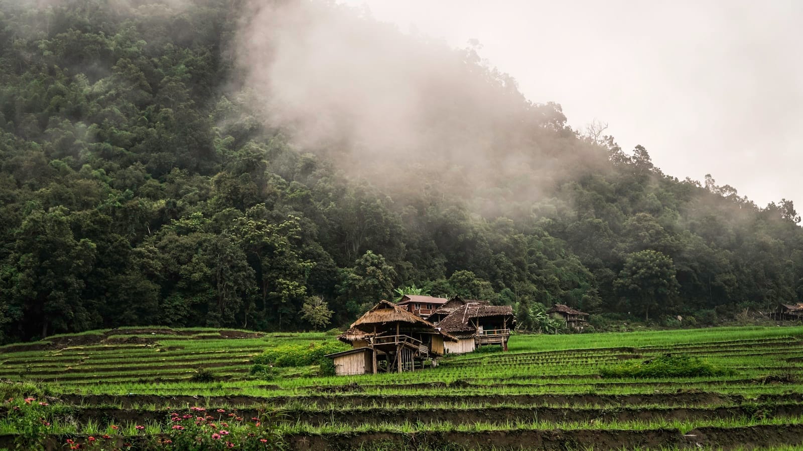 Những ngôi nhà gỗ truyền thống của các bộ tộc vùng cao giữa ruộng bậc thang và những ngọn núi rừng mờ sương tại Chiang Mai.