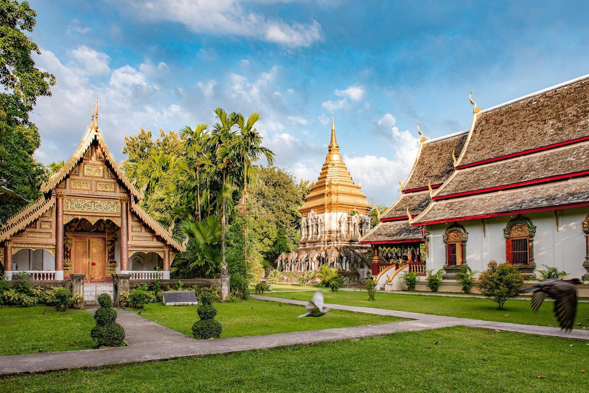 Hermosos jardines de un templo en Chiang Mai con césped verde, edificios ornamentados y una chedi dorada bajo un cielo azul. Ambiente tranquilo e ideal para familias.