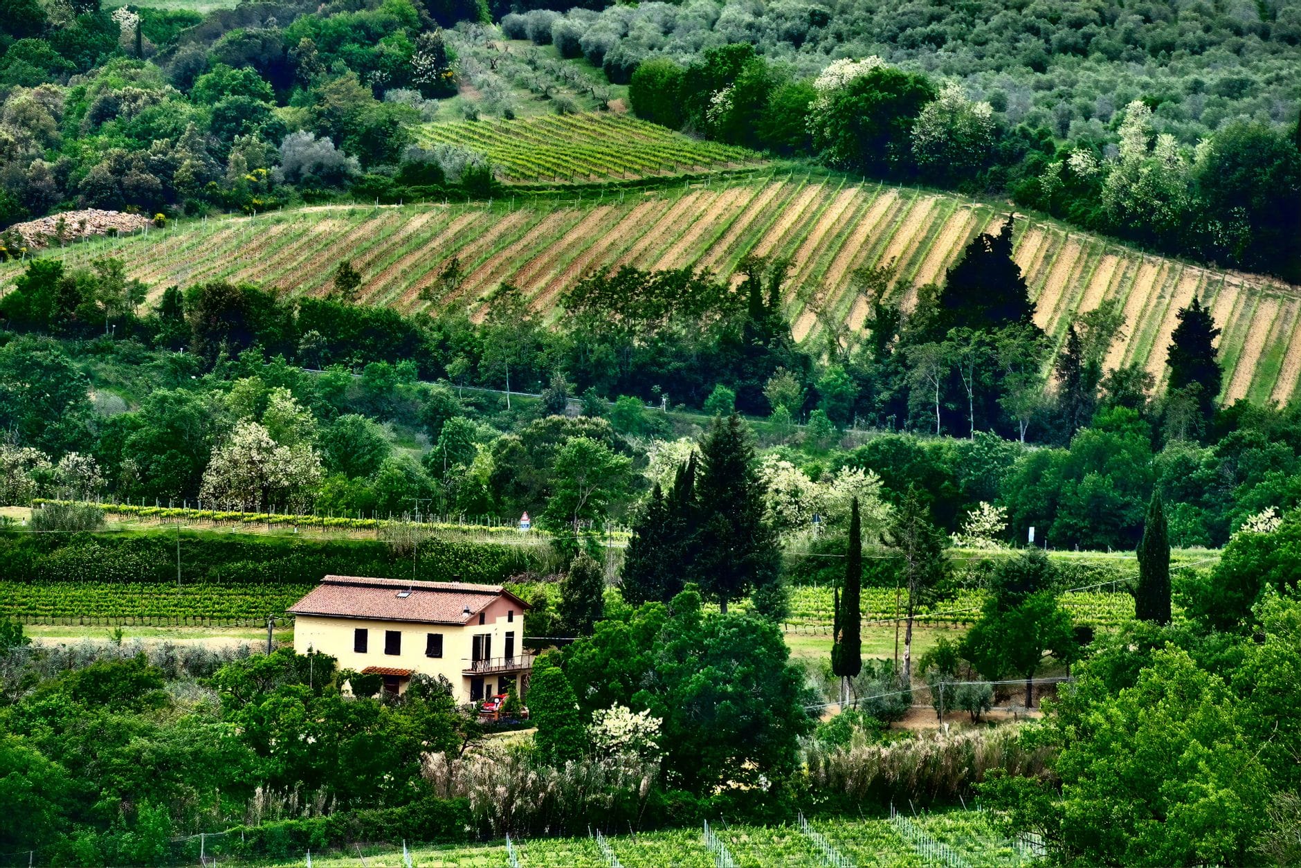 ทิวทัศน์ไร่องุ่นในแคว้น Tuscany พร้อมเนินเขาสีเขียวขนาดเล็ก บ้านฟาร์ม และแถวเถาองุ่นที่ล้อมรอบด้วยต้นไม้ในฤดูใบไม้ผลิหรือต้นฤดูร้อน