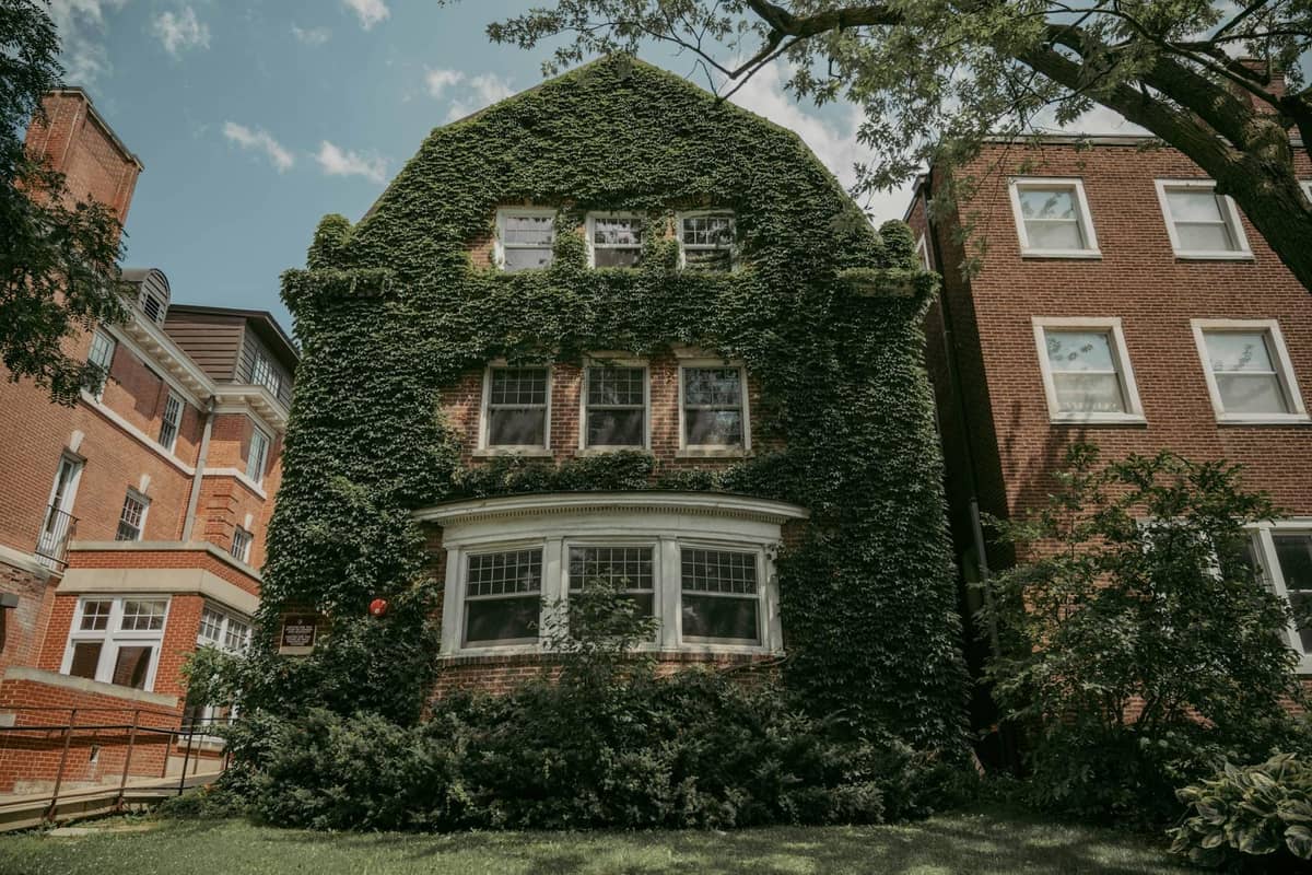 Ivy-covered historic house with prairie style features and bay windows, flanked by brick buildings in a leafy Chicago neighborhood.