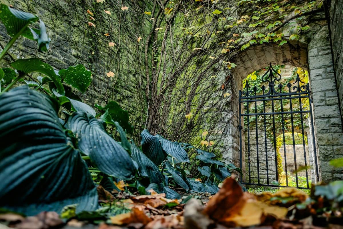 Stone archway and ornamental iron gate surrounded by lush foliage, suggesting a hidden or historic garden or cemetery walk.