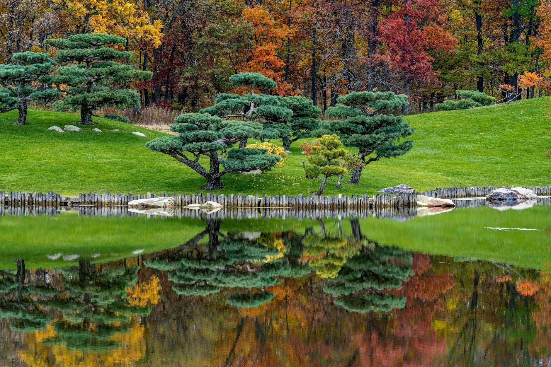 Paesaggio del giardino in stile giapponese con pini sapientemente potati, fogliame autunnale e uno stagno tranquillo che riflette la scena verdeggiante del Chicago Botanic Garden.