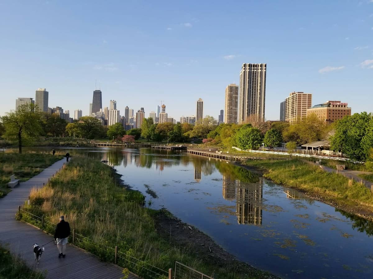 Vista dello stagno di Lincoln Park con lo skyline di Chicago sullo sfondo, una persona che porta a spasso un cane lungo il lungolago, rigogliosa vegetazione e cieli sereni.