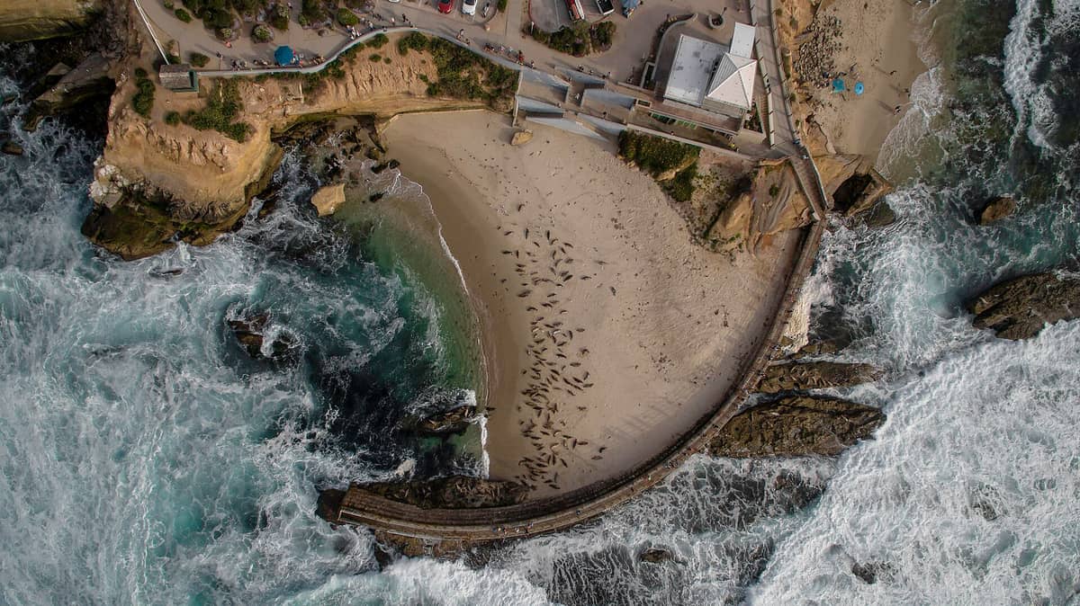 Luftaufnahme des Children's Pool in La Jolla mit dem geschwungenen Wellenbrecher, dem Sandstrand, dem klaren Wasser und einer großen Gruppe ruhender Seehunde.